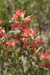 Entireleaf Indian paintbrush